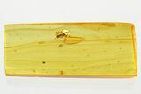 Detailed Fossil Parasitoid Wasp and Fungus Gnat In Baltic Amber #367439-1